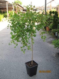Ribes Lepaan punainen RUNGOLLINEN KARVIAINEN